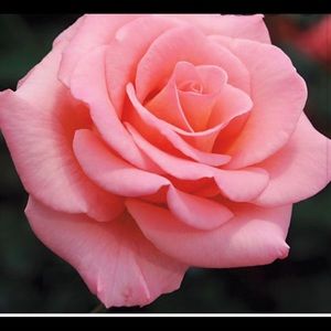 Meet your Posher, Helen